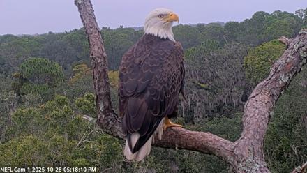 NE Florida Eagles Live Webcam - Oct 28, 2025, 5:19pm EDT