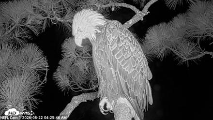 NE Florida Eagles Live Webcam - Aug 22, 2026, 4:26am EDT
