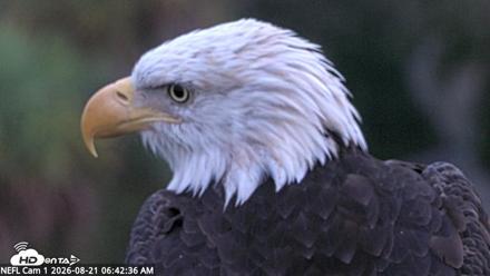 NE Florida Eagles Live Webcam - Aug 21, 2026, 6:43am EDT