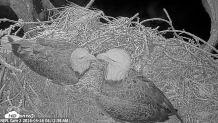NE Florida Eagles Live Webcam - Apr 26, 2026, 6:13am EDT