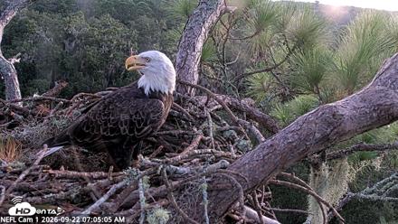 NE Florida Eagles Live Webcam - Sep 22, 2026, 7:05am EDT