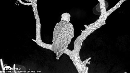 NE Florida Eagles Live Webcam - Oct 9, 2026, 9:36pm EDT