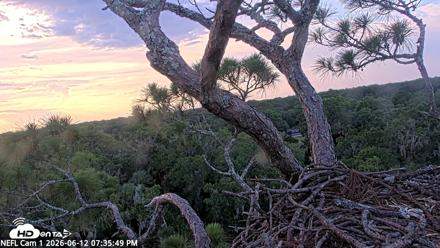 NE Florida Eagles Live Webcam - Jun 12, 2026, 7:36pm EDT