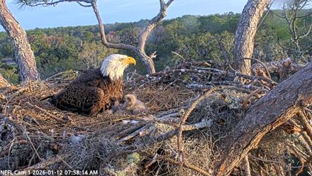 NE Florida Eagles Live Webcam - Jan 12, 2026, 7:59am EST