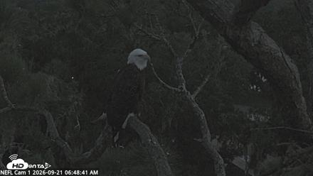 NE Florida Eagles Live Webcam - Sep 21, 2026, 6:49am EDT