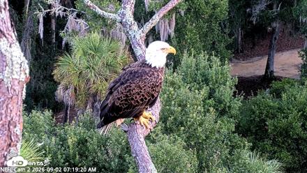 NE Florida Eagles Live Webcam - Sep 2, 2026, 7:20am EDT