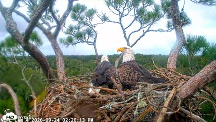 NE Florida Eagles Live Webcam - Sep 24, 2026, 2:20pm EDT