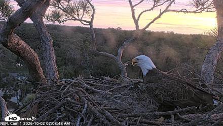 NE Florida Eagles Live Webcam - Oct 2, 2026, 7:09am EDT