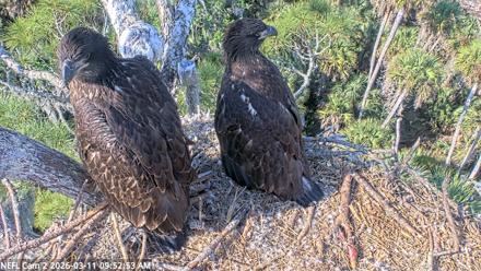 NE Florida Eagles Live Webcam - Mar 11, 2026, 9:53am EDT