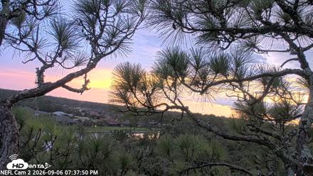 NE Florida Eagles Live Webcam - Sep 6, 2026, 7:38pm EDT
