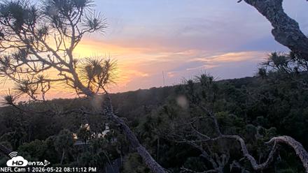 NE Florida Eagles Live Webcam - May 22, 2026, 8:12pm EDT