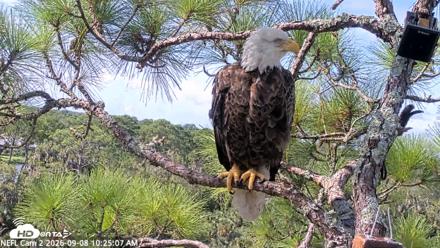 NE Florida Eagles Live Webcam - Sep 8, 2026, 10:26am EDT