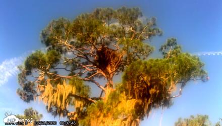 NE Florida Eagles Live Webcam - Jun 21, 2026, 8:13am EDT