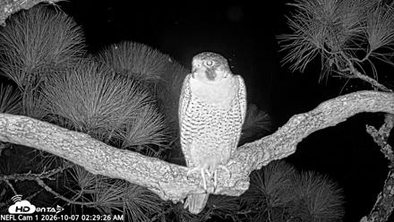 NE Florida Eagles Live Webcam - Oct 7, 2026, 2:30am EDT
