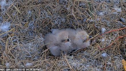 NE Florida Eagles Live Webcam - Jan 2, 2026, 4:29pm EST