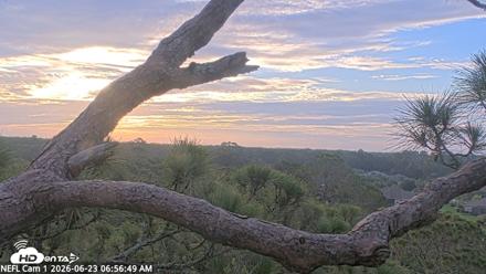NE Florida Eagles Live Webcam - Jun 23, 2026, 6:57am EDT