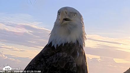 NE Florida Eagles Live Webcam - Aug 30, 2026, 7:30am EDT