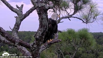 NE Florida Eagles Live Webcam - Aug 25, 2026, 7:55pm EDT