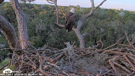 NE Florida Eagles Live Webcam - Sep 22, 2026, 7:00pm EDT