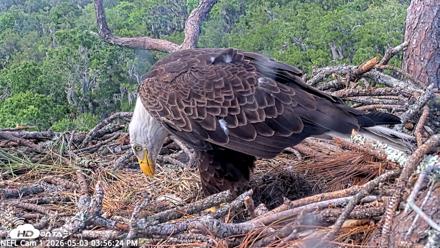 NE Florida Eagles Live Webcam - May 3, 2026, 3:57pm EDT
