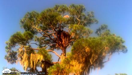 NE Florida Eagles Live Webcam - Aug 31, 2026, 8:08am EDT