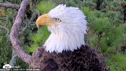 NE Florida Eagles Live Webcam - Oct 11, 2026, 8:59am EDT