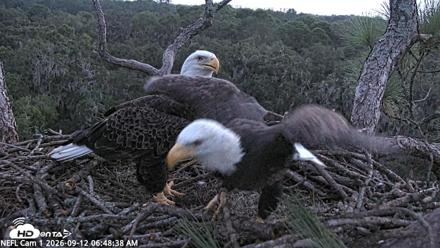 NE Florida Eagles Live Webcam - Sep 12, 2026, 6:49am EDT