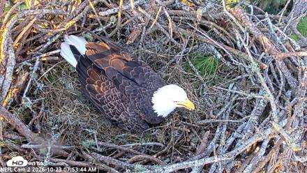 NE Florida Eagles Live Webcam - Oct 23, 2026, 7:54am EDT