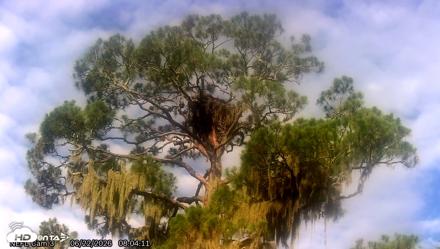 NE Florida Eagles Live Webcam - Jun 22, 2026, 8:05am EDT