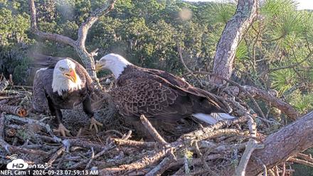 NE Florida Eagles Live Webcam - Sep 23, 2026, 8:00am EDT