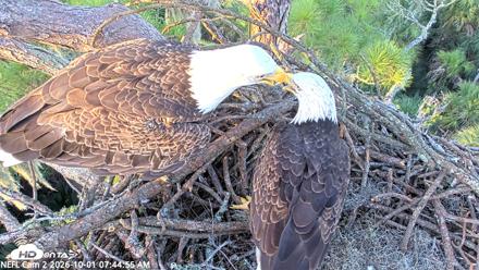 NE Florida Eagles Live Webcam - Oct 1, 2026, 7:45am EDT