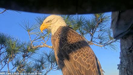 NE Florida Eagles Live Webcam - Feb 2, 2026, 5:10pm EST