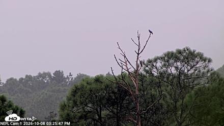 NE Florida Eagles Live Webcam - Oct 8, 2026, 3:27pm EDT