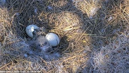 NE Florida Eagles Live Webcam - Dec 31, 2025, 10:19am EST