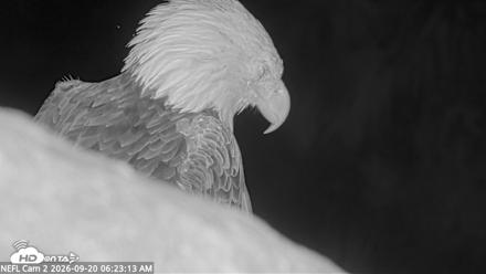 NE Florida Eagles Live Webcam - Sep 20, 2026, 6:24am EDT