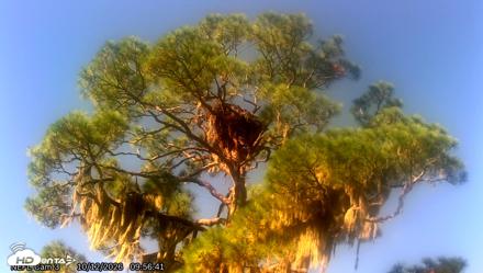 NE Florida Eagles Live Webcam - Oct 12, 2026, 9:57am EDT