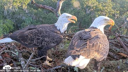 NE Florida Eagles Live Webcam - Sep 7, 2026, 7:35am EDT