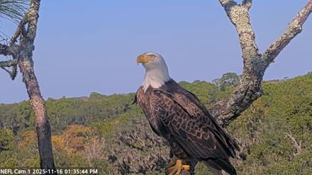 NE Florida Eagles Live Webcam - Nov 16, 2025, 1:36pm EST