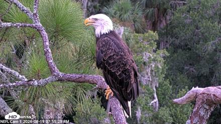 NE Florida Eagles Live Webcam - Aug 19, 2026, 7:56pm EDT