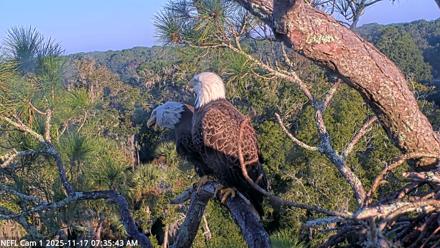 NE Florida Eagles Live Webcam - Nov 17, 2025, 7:36am EST