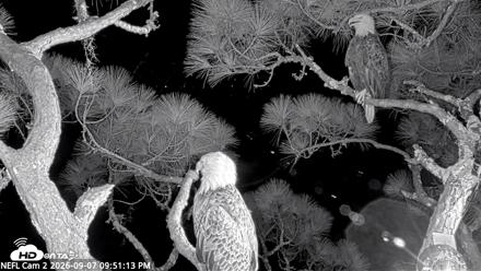 NE Florida Eagles Live Webcam - Sep 7, 2026, 9:52pm EDT