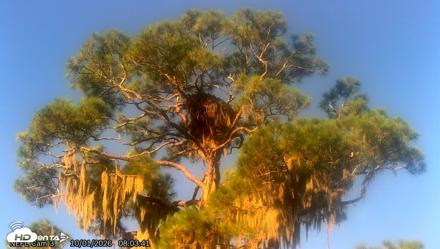 NE Florida Eagles Live Webcam - Oct 1, 2026, 8:04am EDT