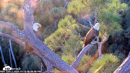NE Florida Eagles Live Webcam - Oct 13, 2026, 6:45pm EDT