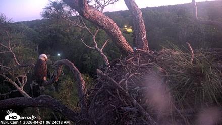 NE Florida Eagles Live Webcam - Apr 21, 2026, 6:25am EDT