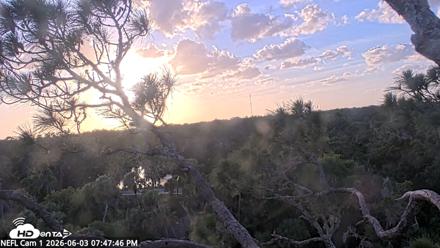 NE Florida Eagles Live Webcam - Jun 3, 2026, 7:50pm EDT