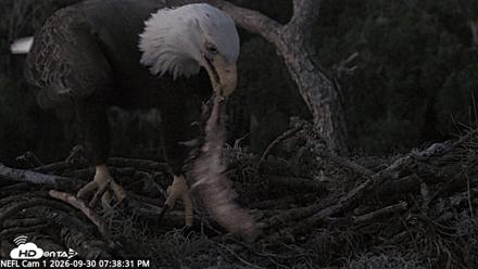 NE Florida Eagles Live Webcam - Sep 30, 2026, 7:39pm EDT