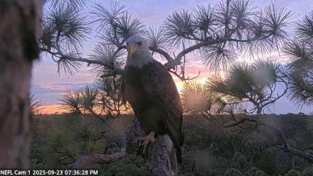 NE Florida Eagles Live Webcam - Sep 23, 2025, 7:37pm EDT