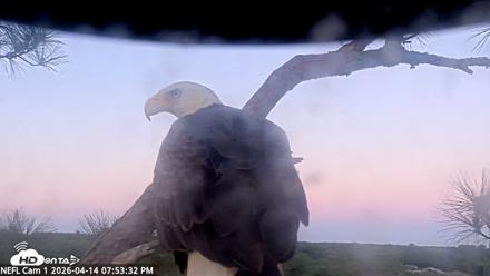 NE Florida Eagles Live Webcam - Apr 14, 2026, 7:54pm EDT