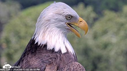 NE Florida Eagles Live Webcam - Sep 13, 2026, 2:40pm EDT