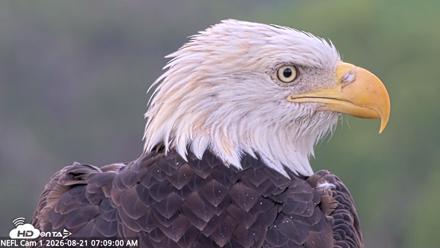 NE Florida Eagles Live Webcam - Aug 21, 2026, 7:10am EDT